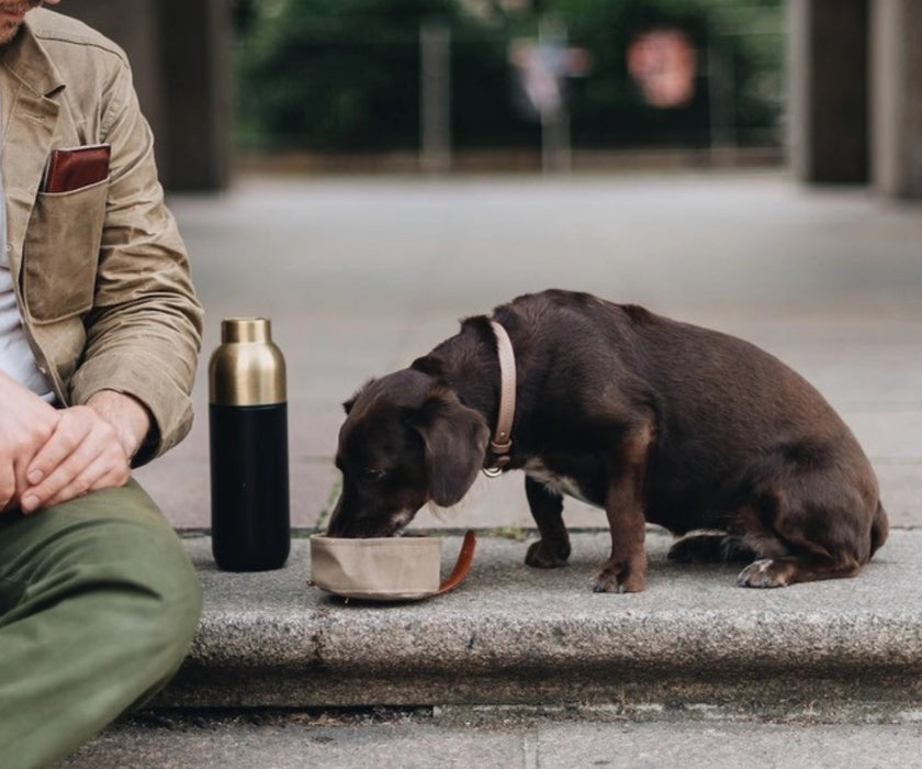 Foldable Waxed Canvas Dog Travel Bowl by Melo - Easily Roll Down with Carabiner Clip for Walks & Travel