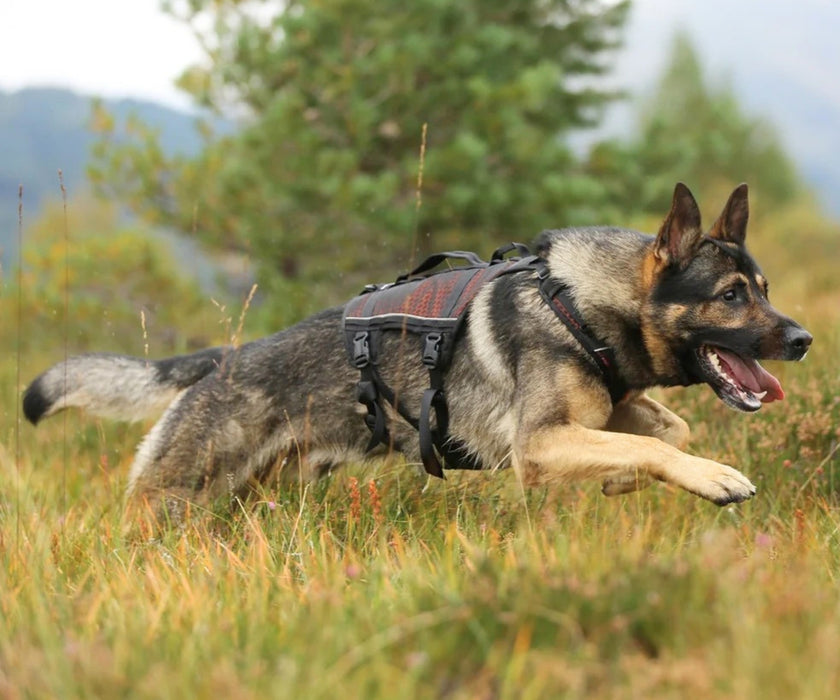 Non-Stop Dogwear Rock Harness Long for Dogs - Comfortable Full-Body Support & Freedom of Movement