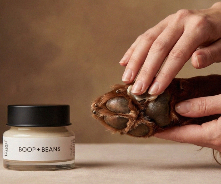 L'floof London Boop & Beans Dog Nose & Paw Balm - All Natural Almond & Shea Butter for Skin Repair, Dry Noses & Cracked Paws 50ml