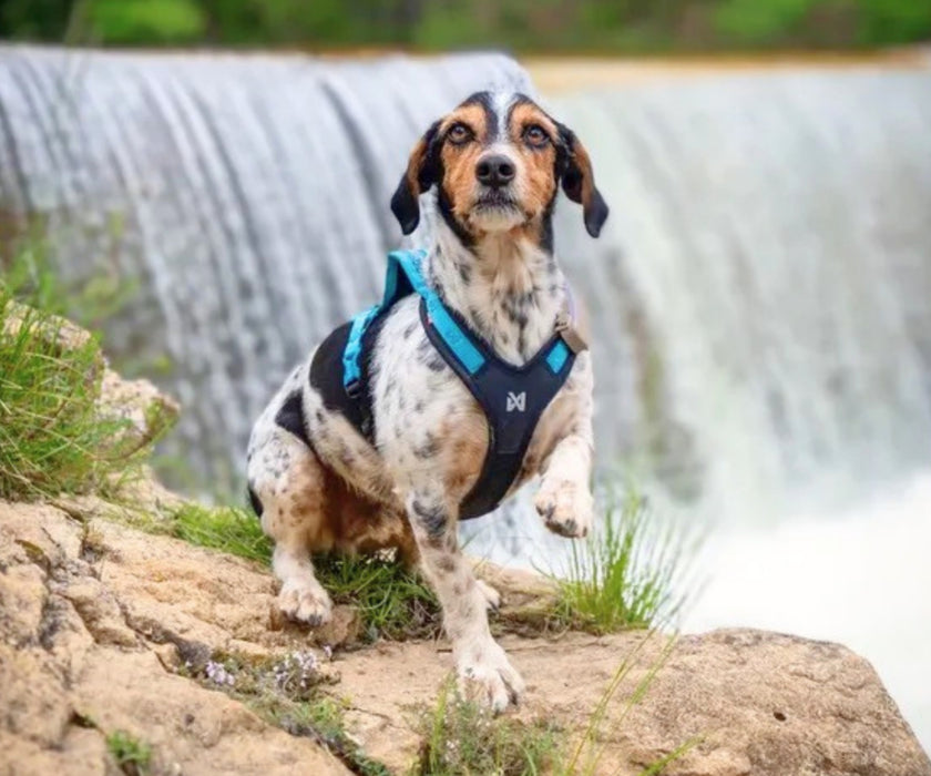 Non-Stop Dogwear Rush Dog Harness - Lightweight Support & Freedom of Movement for Your Dog
