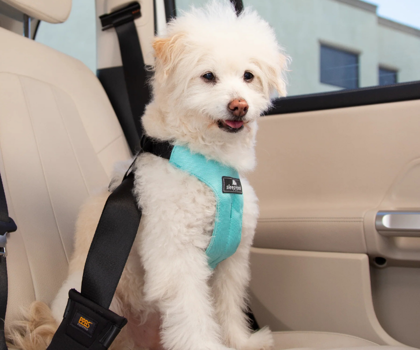 Sleepypod ClickIt Sport Plus Safety Dog Harness  - Keep Your Dog Safe In and Out Of The Car