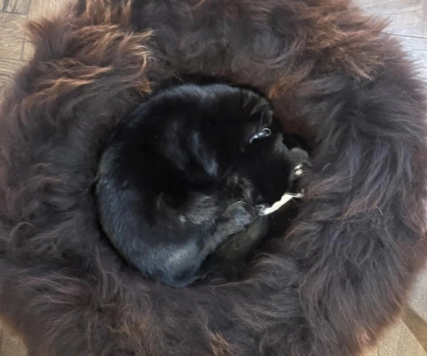 British Sheepskin Round Dog Bed - The Ultimate Natural Fibres To Keep Your Dog Warm