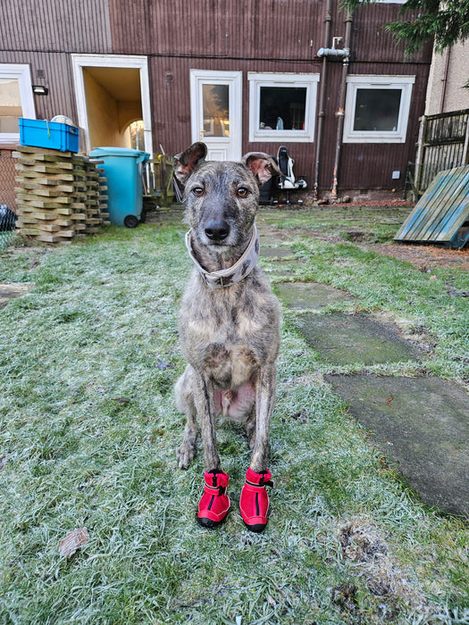 Whippet Cross German Shepherd Whippet Dog German Shepherd Mix