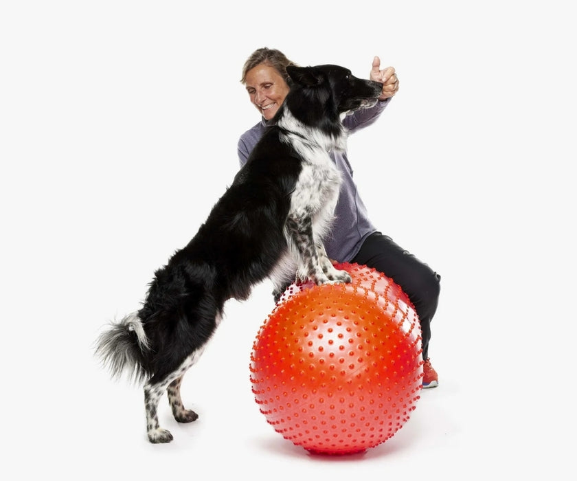 FitPaws Trax Peanut 40cm (Yellow), 50cm (Red) or 60cm (Blue)