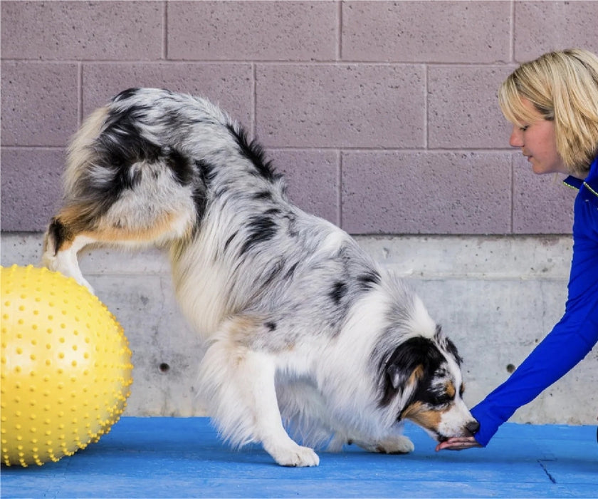 FitPaws Trax Peanut 40cm (Yellow), 50cm (Red) or 60cm (Blue)