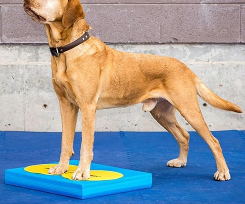 FitPaws Targets - Set of 4 Assorted Colours
