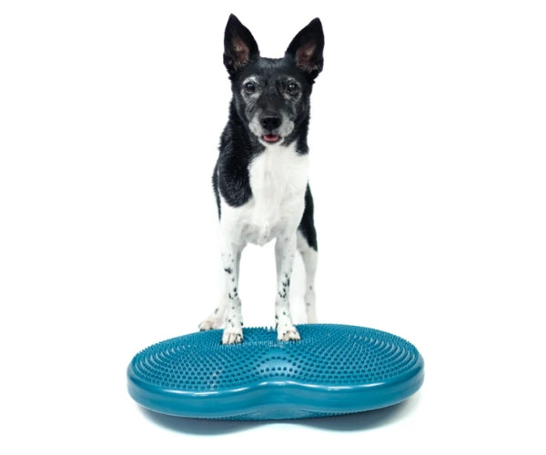 FitPaws Duo Disc 24" x 13" x 3"
