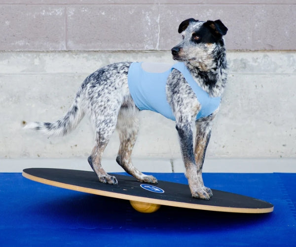 FitPaws Wobble Board 20" and 36"