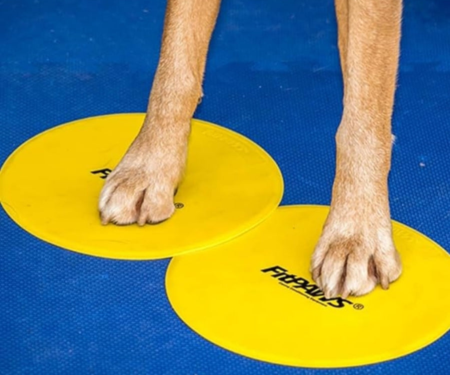 FitPaws Targets - Set of 4 Assorted Colours — ZOOMADOG