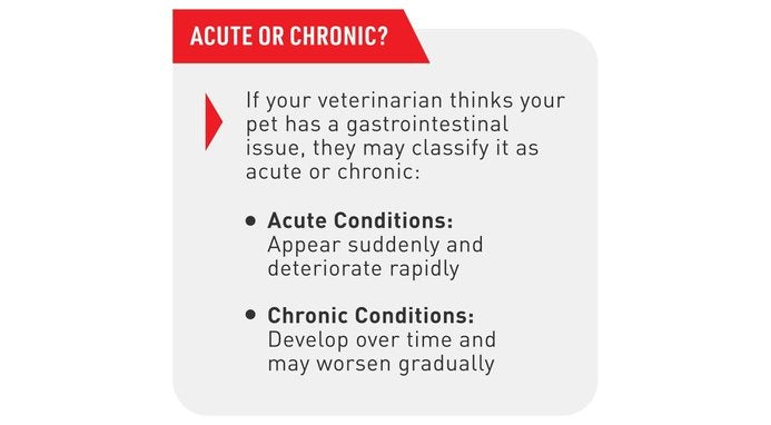 Worried About Your Dog’s Digestion?