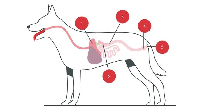 Know Your Dog’s GI System
