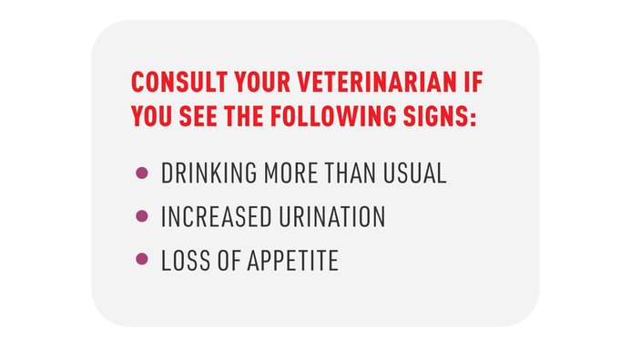 Concerned about Your Dog’s Kidney Health?