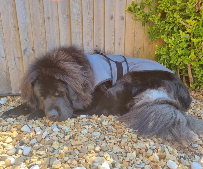 Paw Daw of London Luxury Cooling Dog Coat - Targeted Cooling & Sun Protection For Hot Weather
