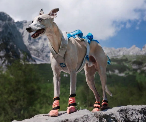 Non-Stop Dogwear Protector Light High Dog Socks - Anti-Cut Protection Socks For Your Dog's Paws & Legs (four socks)