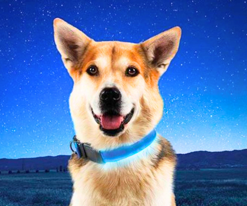Nite Ize NiteDog Rechargeable LED Dog Collar - Bright End-to-End Illumination with Water Resistant Belt-Buckle Closure