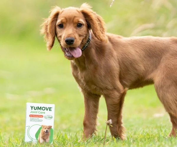 YuMOVE Joint Care for Young Dogs - Supports Active & Growing Joints 60 or 240 Tablets