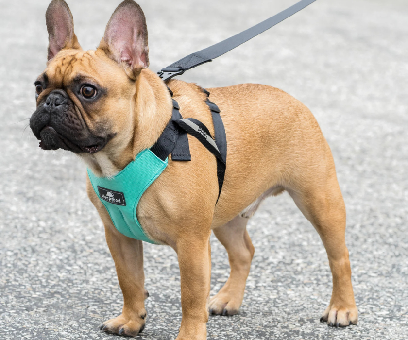 Sleepypod ClickIt Sport Plus Safety Dog Harness  - Keep Your Dog Safe In and Out Of The Car