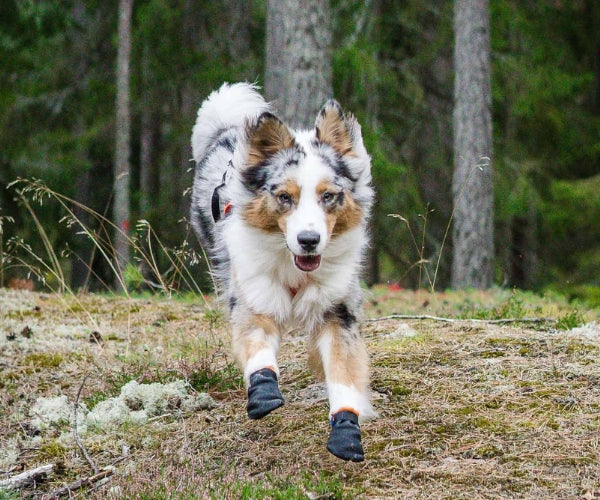 Non-Stop Dogwear Protector Dog Boots - Durable Protection Against Rough Surfaces (four boots)