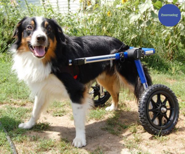 Cockapoo Wheelchair Border Collie Dog Wheelchair UK — ZOOMADOG
