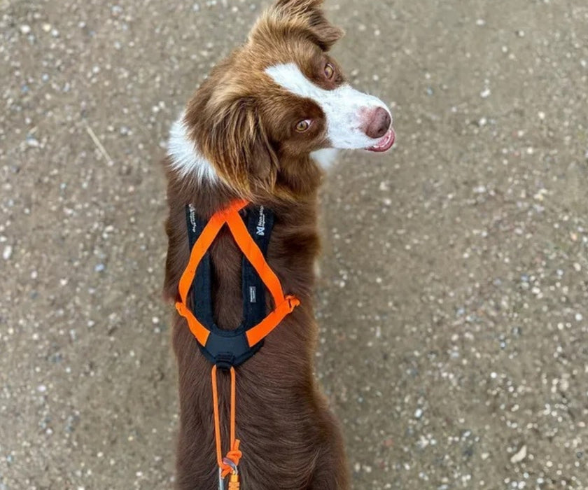 Non-Stop Dogwear Rush Dog Harness - Lightweight Support & Freedom of Movement for Your Dog