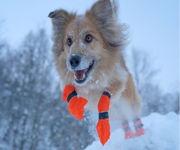 Non-Stop Dogwear Contact High Dog Boots - Protects Paws & Legs From Snow, Ice & Extreme Temperatures (four boots)