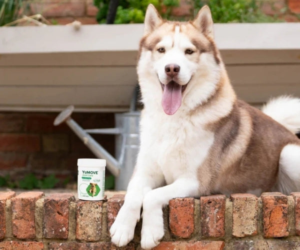 YuMOVE Joint Care Supplement for Adult Dogs - Soothes Stiff Joints 60, 120 or 300 Tablets