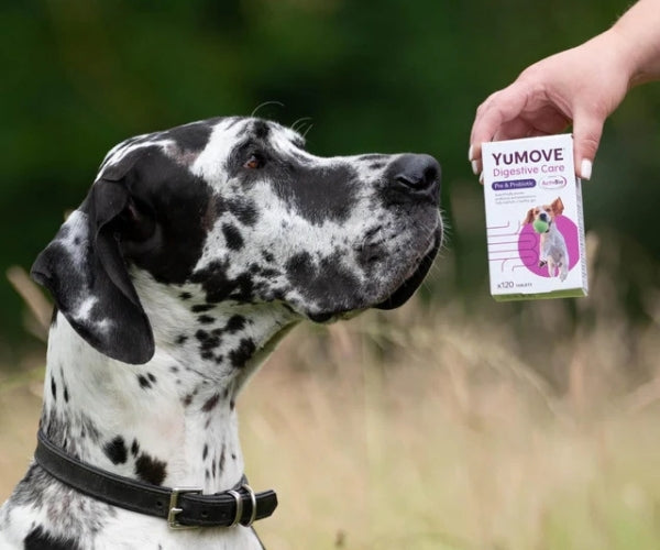 YuMOVE Digestive Care Pre & Probiotic Tablets for Dogs - Daily Digestive Support 120 Tablets