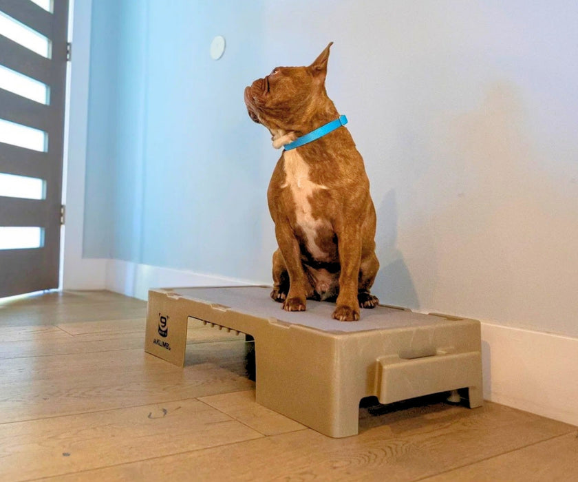 Blue-9 Dog Klimb Junior Platform - Low-Height Step for Injury Recovery, Mobility Support & Gentle Conditioning (61cm L × 39cm W × 16cm H)