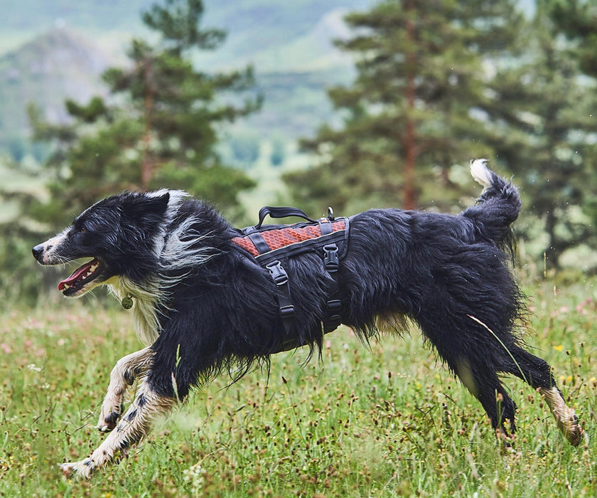 Non-Stop Dogwear Rock Harness Long for Dogs - Comfortable Full-Body Support & Freedom of Movement