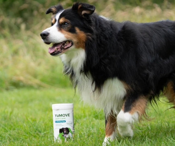 YuMOVE Joint Care for Working Dogs - Supports Mobility, Stamina & Joint Comfort 480 Tablets