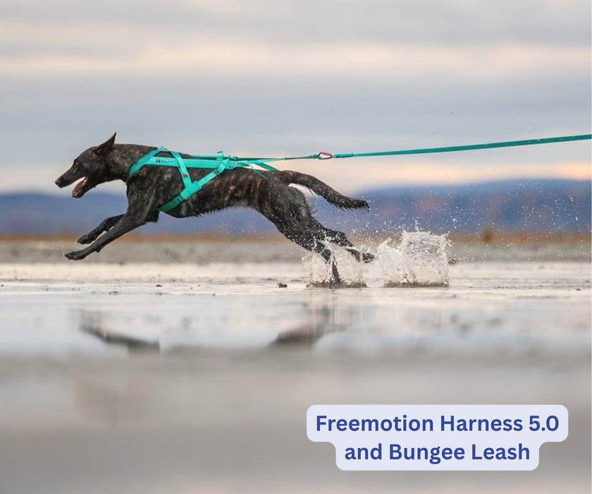 Non-Stop Dogwear Bungee Dog Lead - Reduce Pulling & Sudden Jolts for Comfortable Walks (2m or 2.8m length)