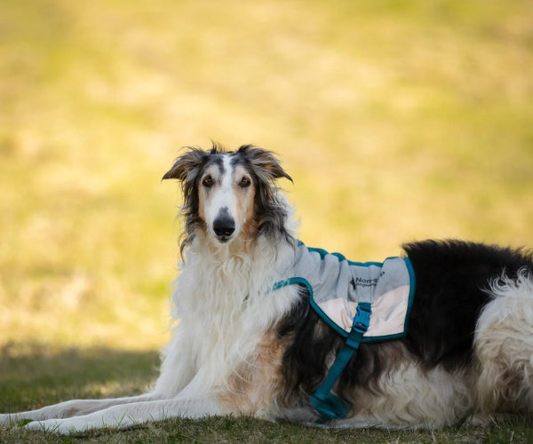 Non-Stop Dogwear Cooling Dog Vest - Long-Lasting Cooling to Keep Your Dog Comfortable on Warm Days