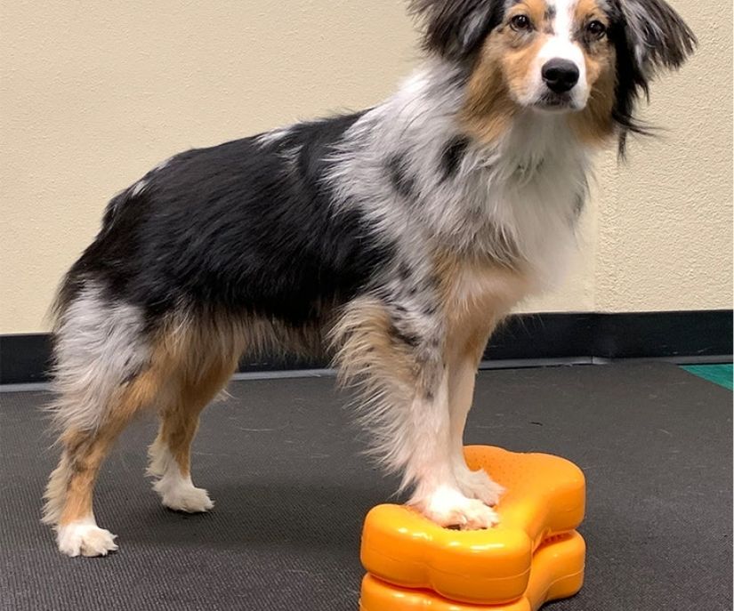 FitPaws Bone Mini (Set of 2) - Razzleberry, Blue or Mango