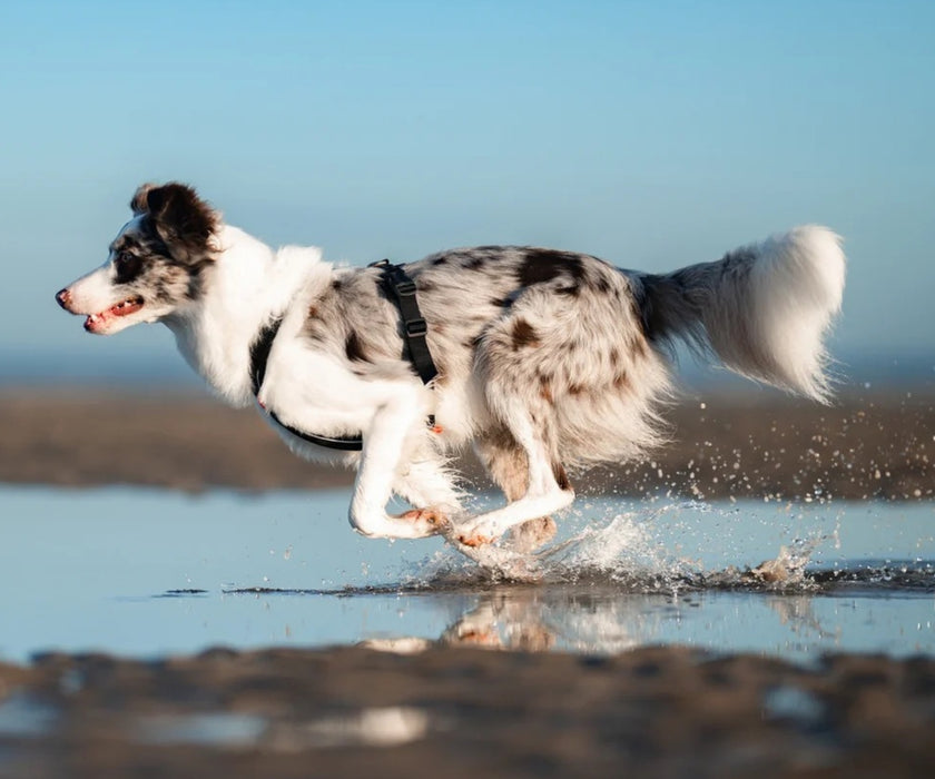 Non-Stop Dogwear Line Harness 5.0 for Dogs - Comfortable Ergonomic Support & Freedom of Movement