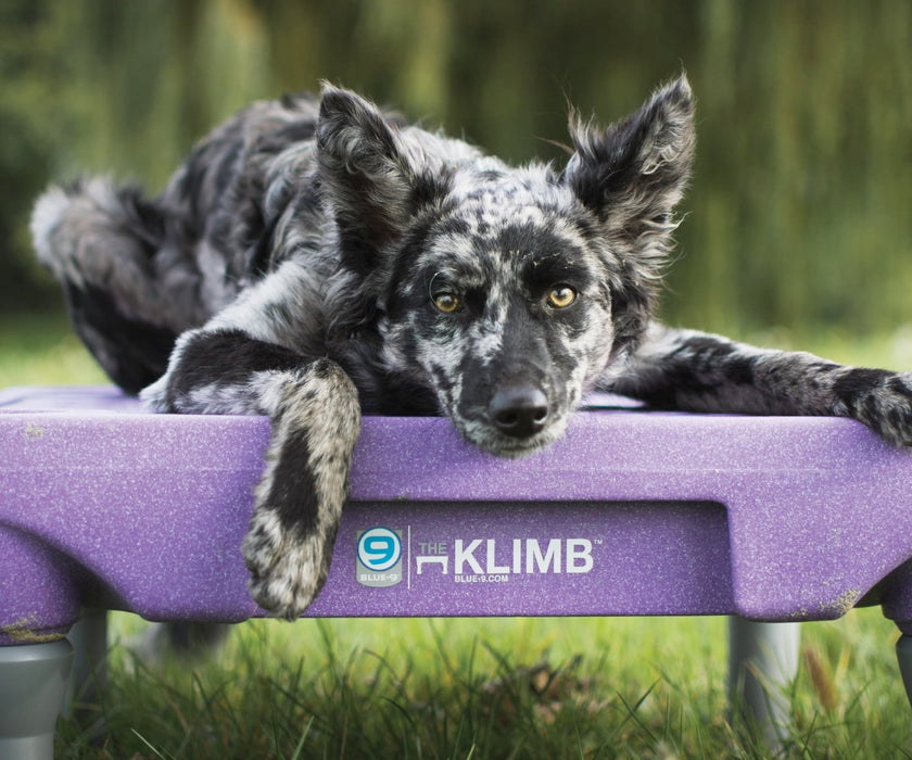 Blue-9 Dog Klimb Training Platform - Non-Slip Elevated Platform for Rehabilitation, Strength Building & Joint Stability (61cm L x 61cm W x 31cm H)