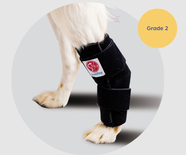 Scandi Orthopedic Hock and Tarsal Rear Wrap Grade (light to