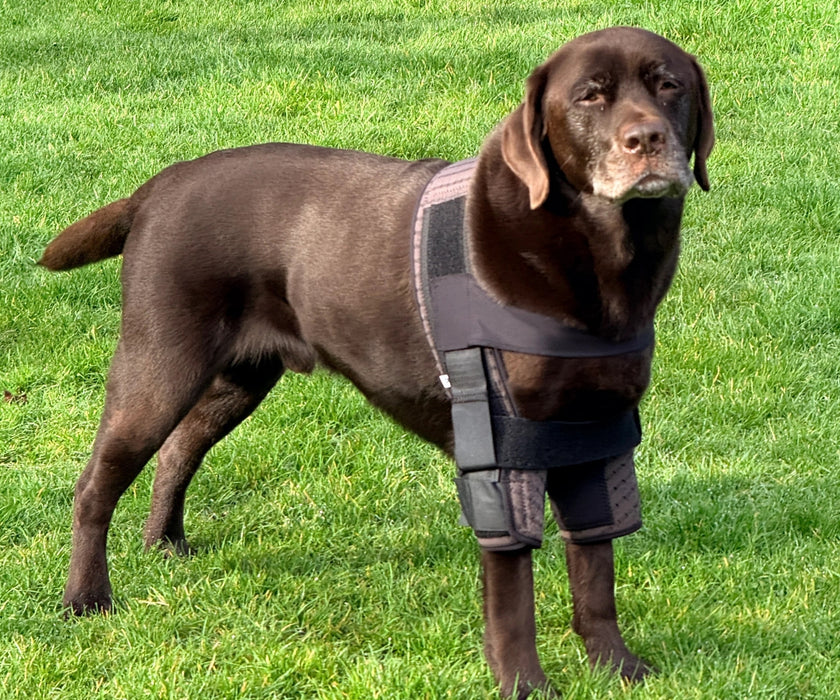 DogLeggs Dog Shoulder Stabilisation System - Support Shoulder Instability and Post-Operative Recovery