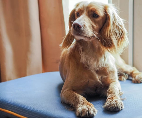 Canissage Therapeutic Bed for Dogs - Ultimate Comfort for Your Dog with Added Therapeutic Benefits (two sizes)