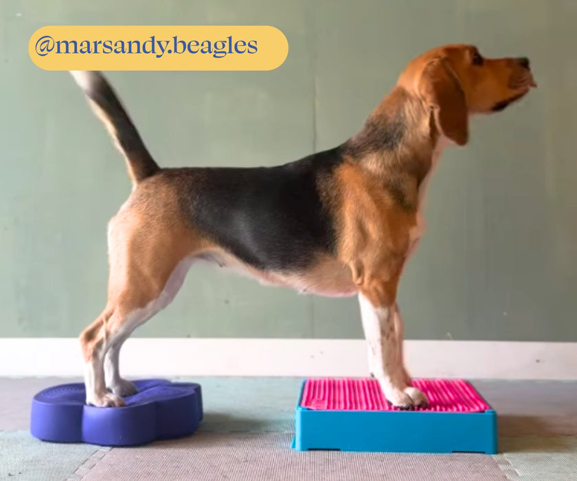 Flexiness Dog FlexBlox Modular Training Block - Supports Balance & Strength for Rehab, Fitness & Coordination Training (1 Block: 31 × 31 × 6cm)