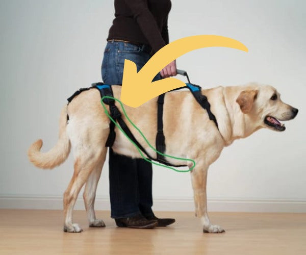 Help Em Up Anti Rotation Device - For Three Legged Dogs - Secure Harness in Place