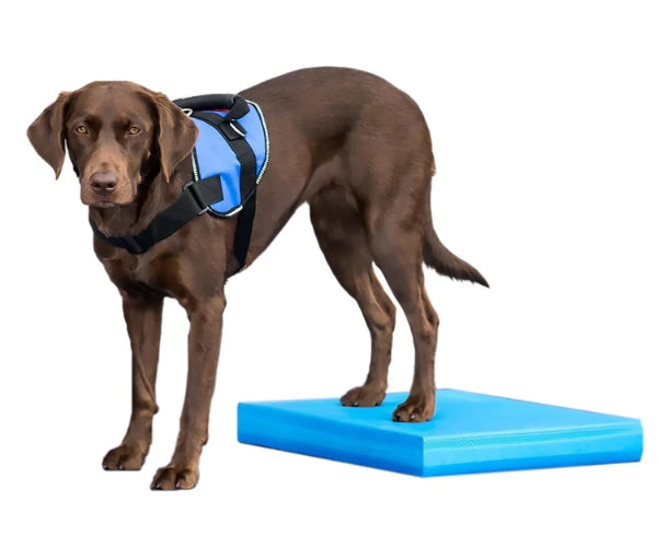 FitPaws Balance Pad 15" x 18.25" x 2" - Blue