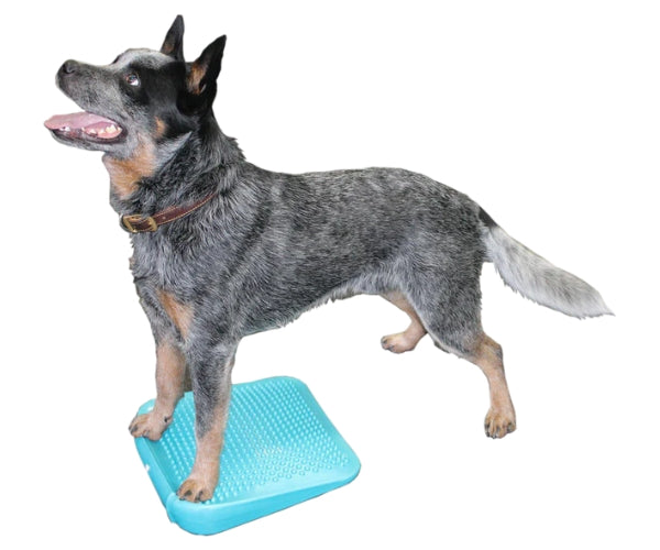 FitPaws Balance Ramp 14" - Aqua