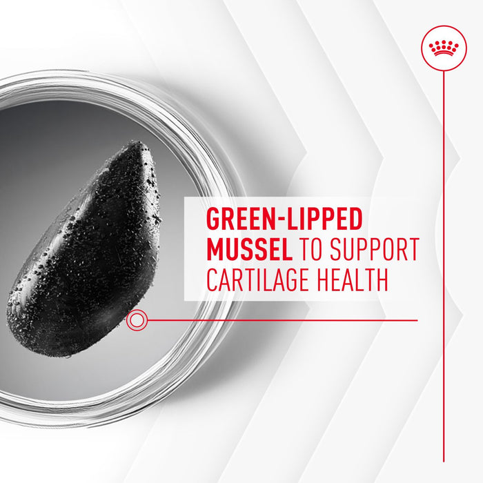 Royal Canin Adult Joint & Aging Supplement Dog Chews 240g