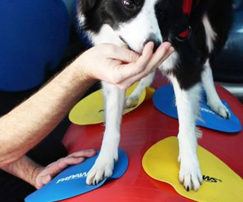 FitPaws Targets - Set of 4 Assorted Colours