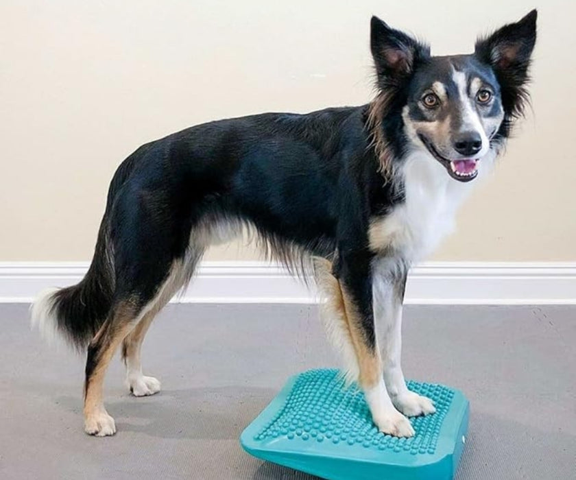 FitPaws Balance Ramp 14" - Aqua