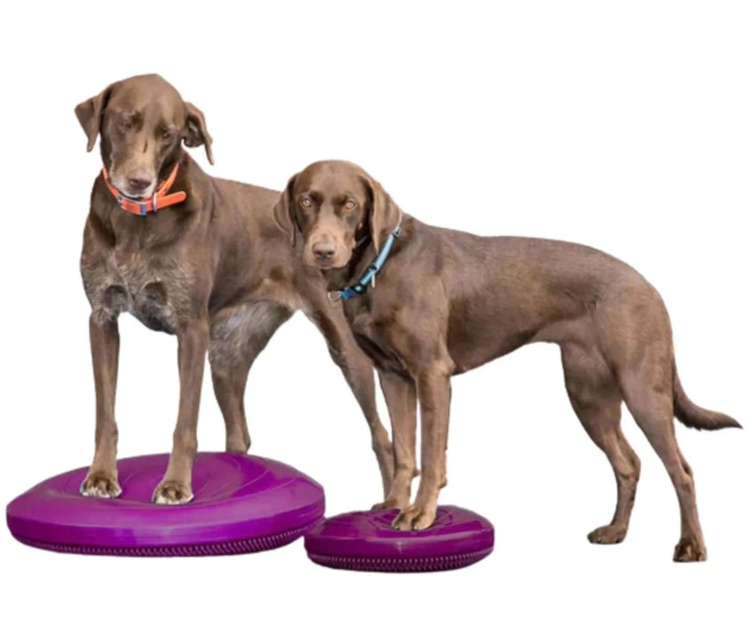 FitPaws Balance Disc 14", 18" or 22" - Blue or Razzleberry