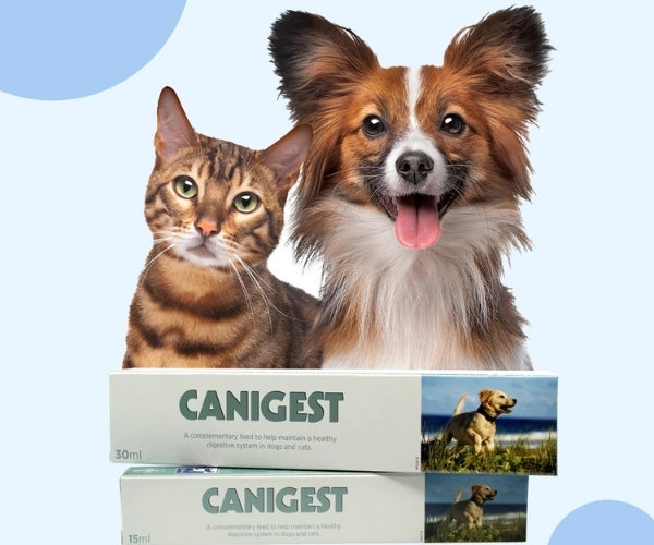 Canigest Digestive Support Paste for Dogs - Rebalances Good Bacteria In The Gut 15ml or 30ml