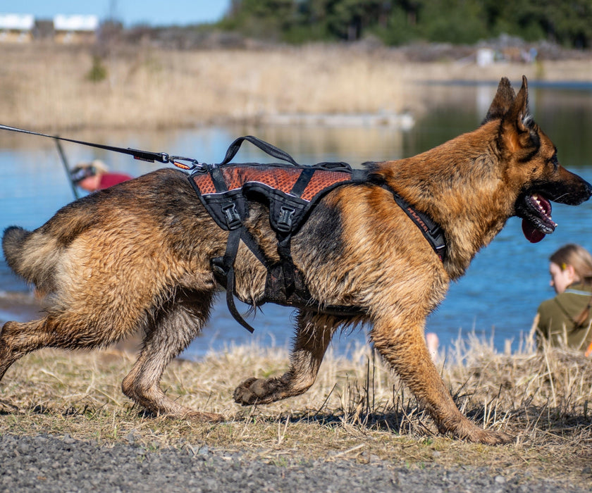 Non-Stop Dogwear Rock Harness Long for Dogs - Comfortable Full-Body Support & Freedom of Movement