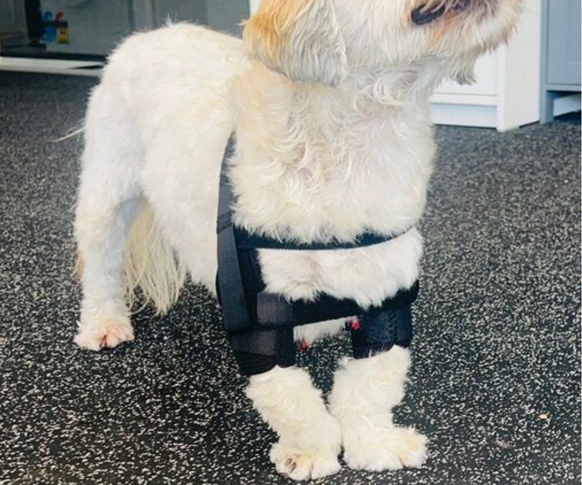 DogLeggs Dog Shoulder Stabilisation System - Support Shoulder Instability and Post-Operative Recovery