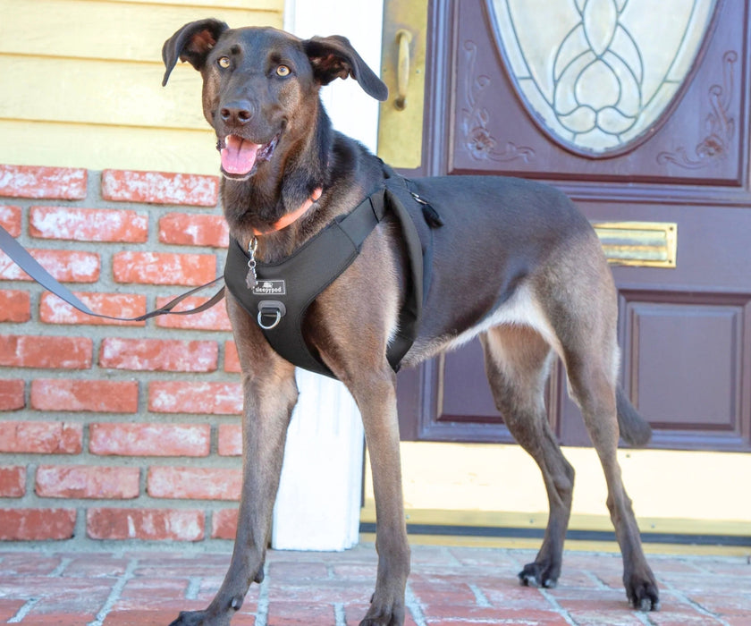 Sleepypod ClickIt Range Dog Car Safety Harness - Easy Lifting & Secure Travel for Your Dog